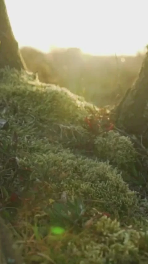 Sunrise Behind the Tree Stock Footage 243176552