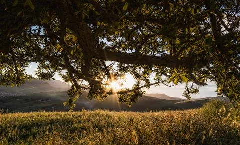 Sunrise behind a tree Stock Photos