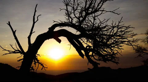 Sunrise Behind Tree Time-lapse 4K Stock Footage 61537903