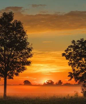 Sunrise behind trees creating a glowing silhouette Stock Photos