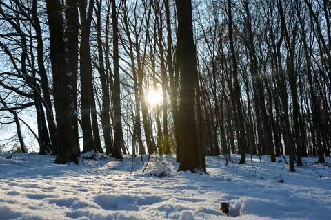 Sunrise behind the trees in a  forest with deep snow Stock Photos
