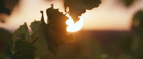 Sunrise behind vine Stock Footage 124775734