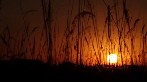 A sunrise behind wild grass Vídeos de archivo 24333473
