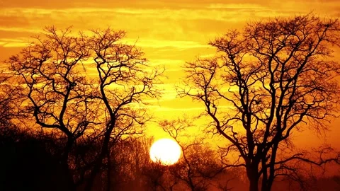 Sunrise between trees, birds chirping Stock Footage 151078883