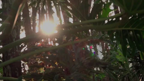 Sunrise between trees Stock Footage 288653341