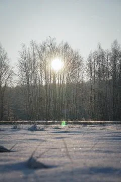 Sunrise between trees over the forest on a morning winter day Foto stock