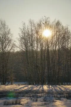 Sunrise between trees over the forest on a morning winter day Foto stock