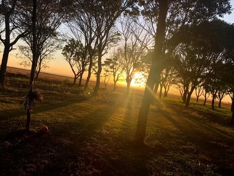 Sunrise between trees Fotos de archivo