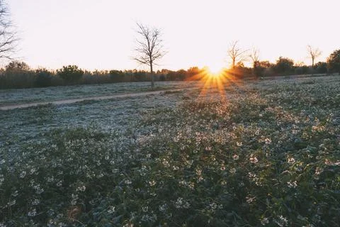 Sunrise between the trees with white flowers around. Stock Photos