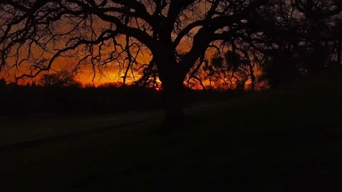 Sunrise Beyond the Oak Stock Footage 146677925