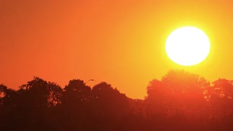 Sunrise with bird flying Stock Footage 215785054