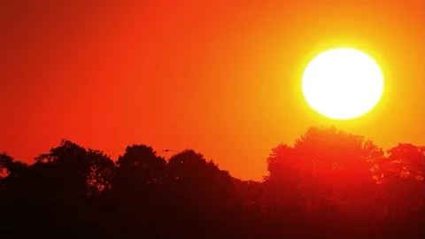 Sunrise with bird flying Stock Footage 226805481