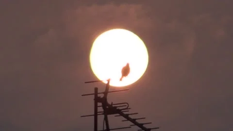 Sunrise bird. Stock Footage 149089871