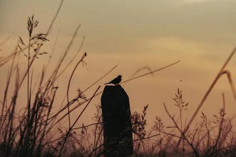 Sunrise bird Stock Photos