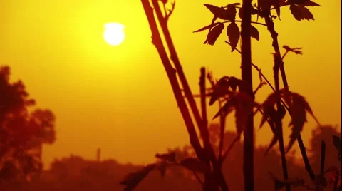 Sunrise with birds Video stock 46310299