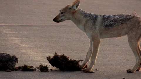 Sunrise, a black-backed jackal looking in elephant for insects to eat. Stock Footage 75346798