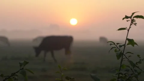 Sunrise with blurred background of grazing cows on a cold autumn morning. 库存影片 141574121