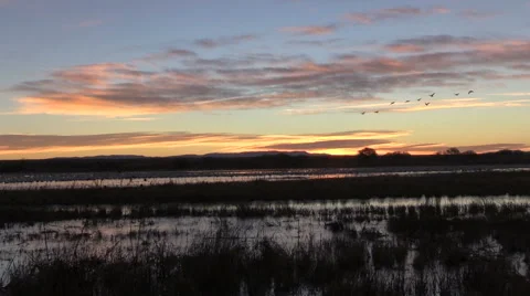 Sunrise at Bosque Del Apache NWR Vídeos de archivo 44823778