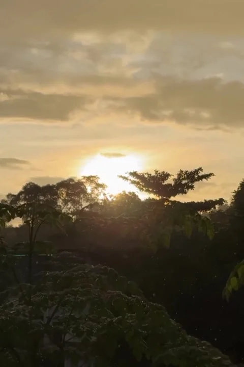 Sunrise Breaks Through Trees After Early Rain Stock Footage 322035428