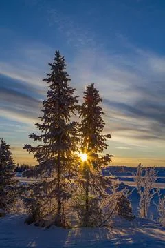 Sunrise casts light through trees in boreal forest near Great Slave Lake in Stock-Fotos