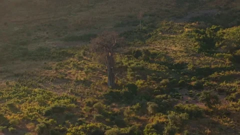 Sunrise casts warm golden rays over a magnificent baobab tree in the African 스톡 동영상 308405996