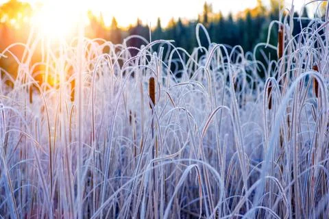 Sunrise Cattails Stock Photos