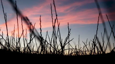Sunrise in a cereal field Stock Footage 147458451