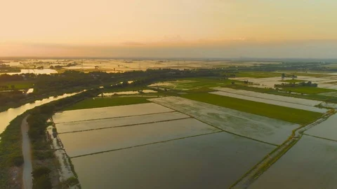 Sunrise with cloud over flooded rice field. Stock Footage 128035628