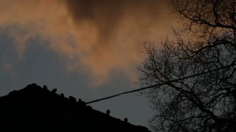 Sunrise. Clouds moved by the wind. Pigeons on the roof 스톡 동영상 171373910