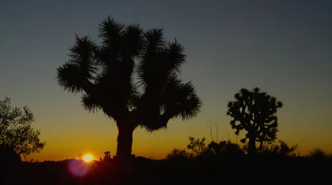 SUNRISE COLORS AT JOSHUA TREE NATIONAL PARK # 6 Stock Footage