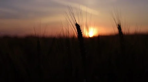 Sunrise on corn-field on the field Stock Footage 50909741