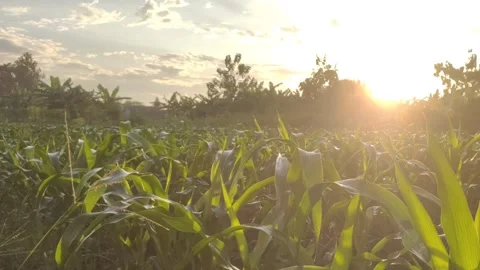 Sunrise in The Corn Fields Stock Footage 311490412