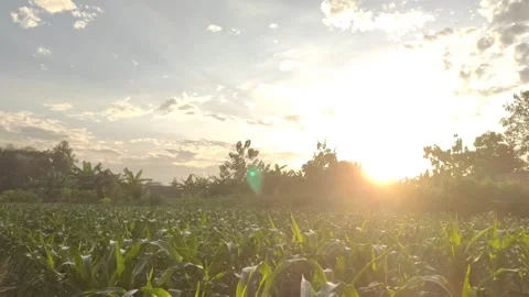 Sunrise in The Corn Fields Stock Footage 311490451