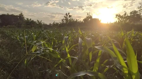 Sunrise in The Corn Fields Stock Footage 311490455