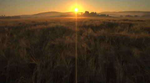 Sunrise crop field Stockbeeldmateriaal 33114316
