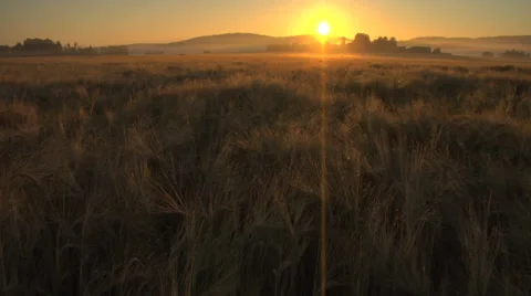 Sunrise crop field Stockbeeldmateriaal 33115161
