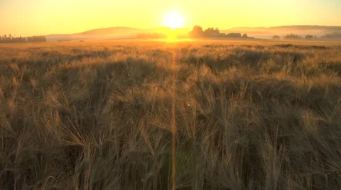 Sunrise crop field Stockbeeldmateriaal 33116409