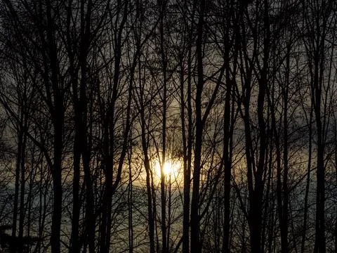 Sunrise at dawn through the tree trunks of the morning forest Stock Photos