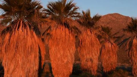 Sunrise on Desert Palms, Anza-Borrego Desert State Park, California Stock Footage 104991663