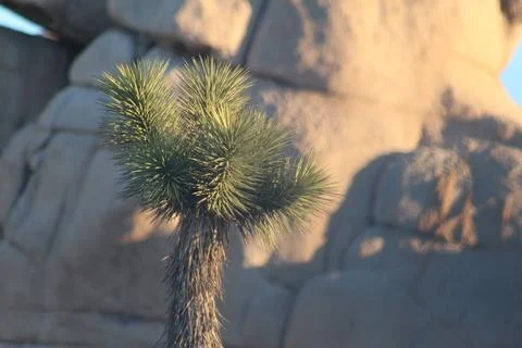 Sunrise in the desert Stock Photos