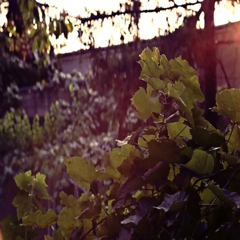 Sunrise Direct Sunlight Sunflares Video stock 69730622