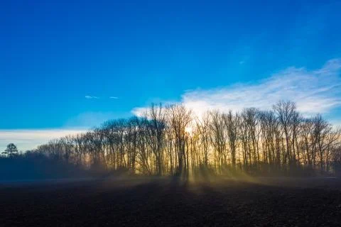 Sunrise at the edge of a forest Stock Photos