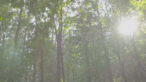 Sunrise in an empty lonely forest in slow motion Vídeos de archivo 54074930