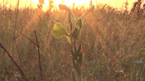Sunrise in the field 스톡 동영상 52744391