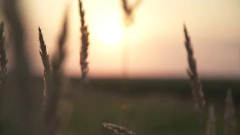 Sunrise in the field Vídeos de archivo 85190627