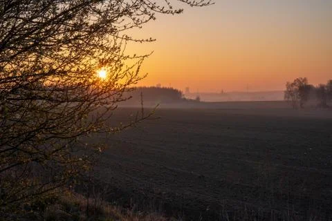 Sunrise in the fields with blooming cherry tree in front and forest in the ba Stock Photos