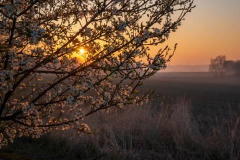 Sunrise in the fields with blooming cherry tree in front and forest in the ba Stock Photos