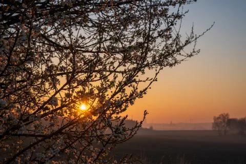 Sunrise in the fields with blooming cherry tree in front and forest in the ba Stock Photos