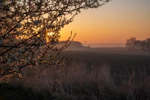 Sunrise in the fields with blooming cherry tree in front and forest in the ba Stock Photos