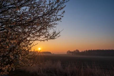Sunrise in the fields with blooming cherry tree in front and forest in the ba Stock Photos